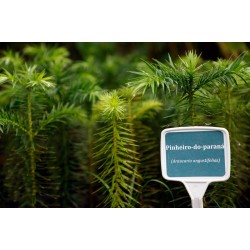 Instituto Água e Terra disponibiliza 70 mil mudas na semana da árvore para recuperar 78 hectares